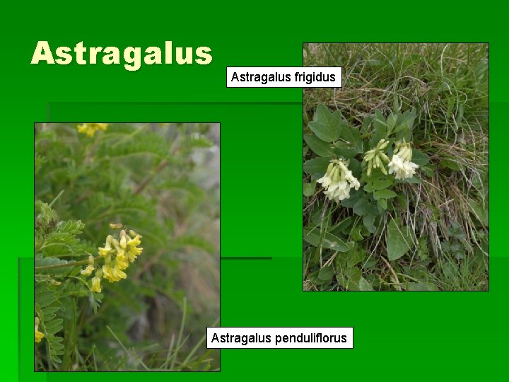 Astragalus frigidus Astragalus penduliflorus 