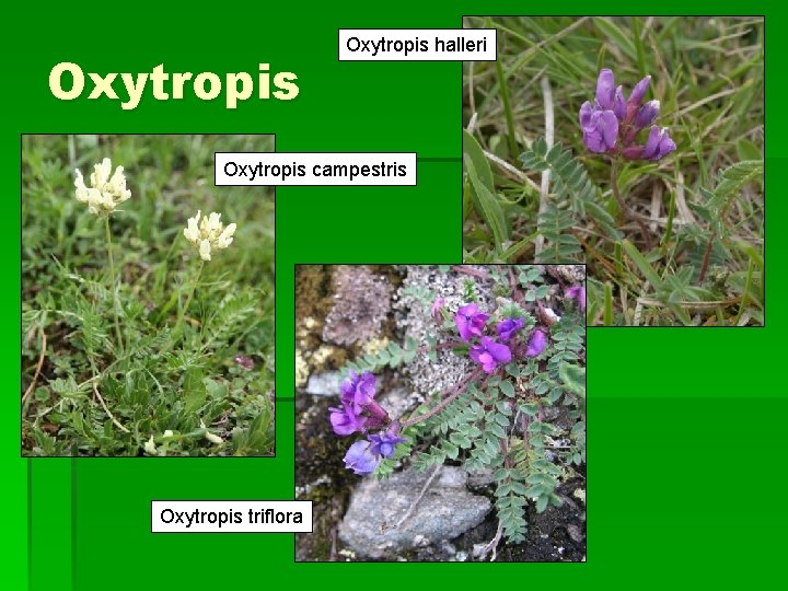 Oxytropis halleri Oxytropis campestris Oxytropis triflora 