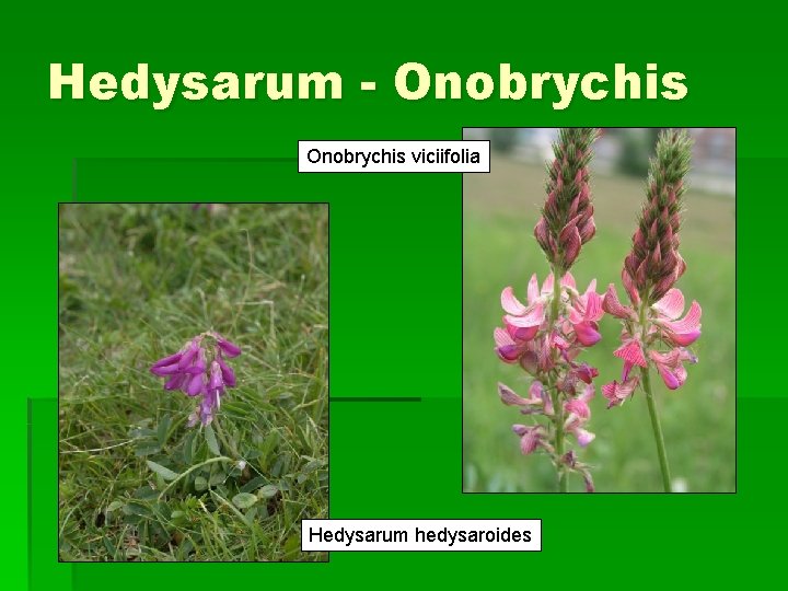 Hedysarum - Onobrychis viciifolia Hedysarum hedysaroides 