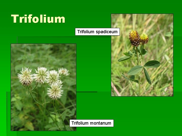 Trifolium spadiceum Trifolium montanum 