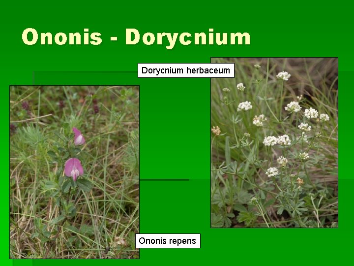 Ononis - Dorycnium herbaceum Ononis repens 