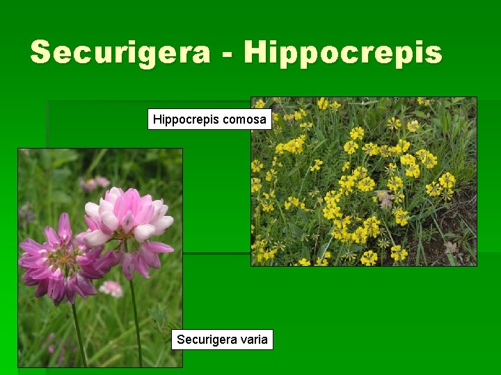 Securigera - Hippocrepis comosa Securigera varia 