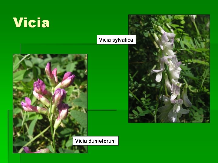 Vicia sylvatica Vicia dumetorum 