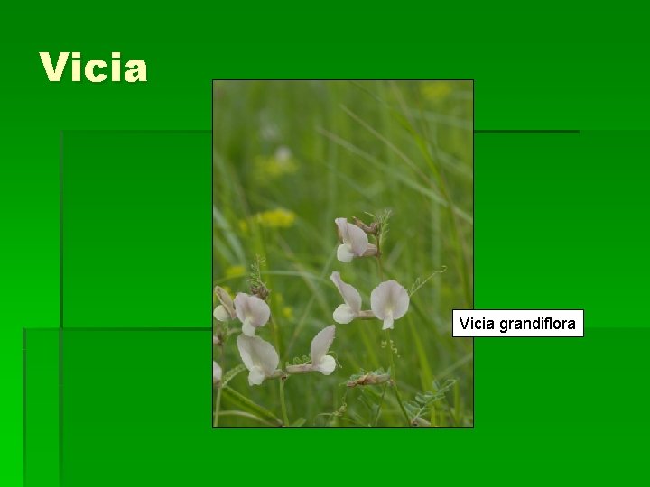 Vicia grandiflora 