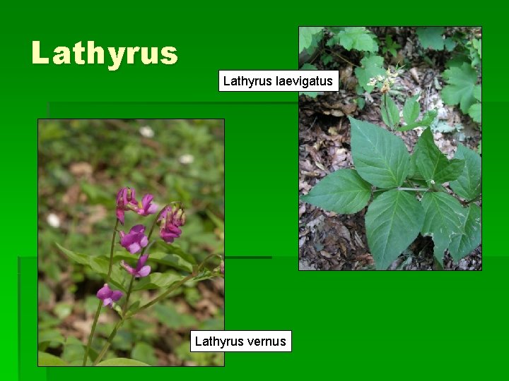 Lathyrus laevigatus Lathyrus vernus 