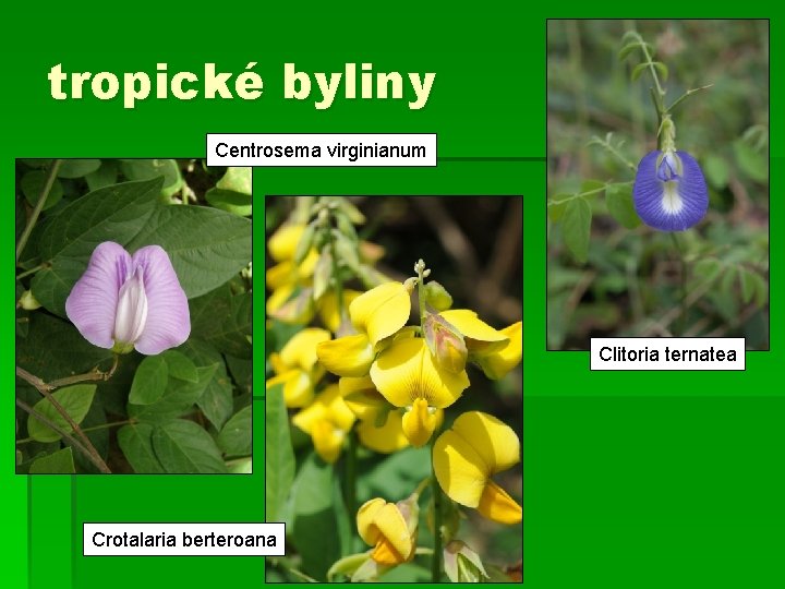 tropické byliny Centrosema virginianum Clitoria ternatea Crotalaria berteroana 