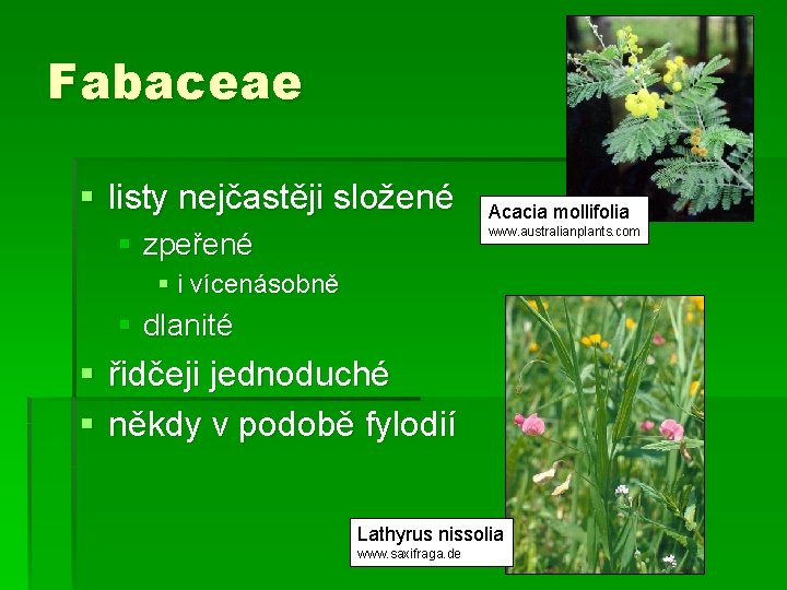 Fabaceae § listy nejčastěji složené Acacia mollifolia www. australianplants. com § zpeřené § i