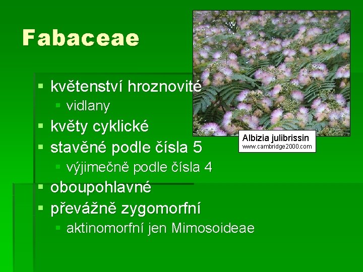 Fabaceae § květenství hroznovité § vidlany § květy cyklické § stavěné podle čísla 5