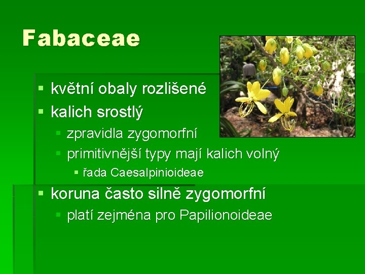 Fabaceae § květní obaly rozlišené § kalich srostlý § zpravidla zygomorfní § primitivnější typy