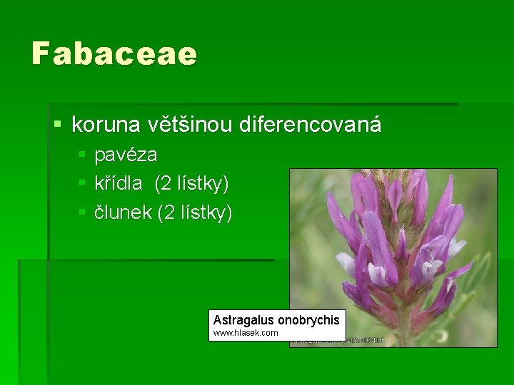 Fabaceae § koruna většinou diferencovaná § pavéza § křídla (2 lístky) § člunek (2