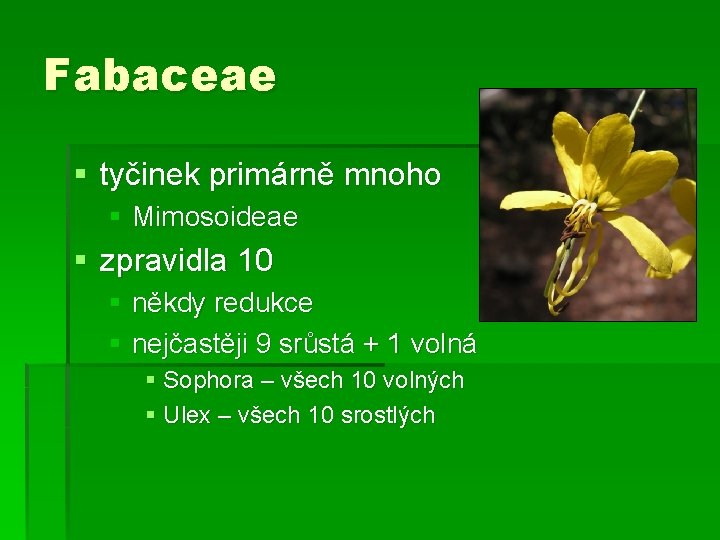 Fabaceae § tyčinek primárně mnoho § Mimosoideae § zpravidla 10 § někdy redukce §