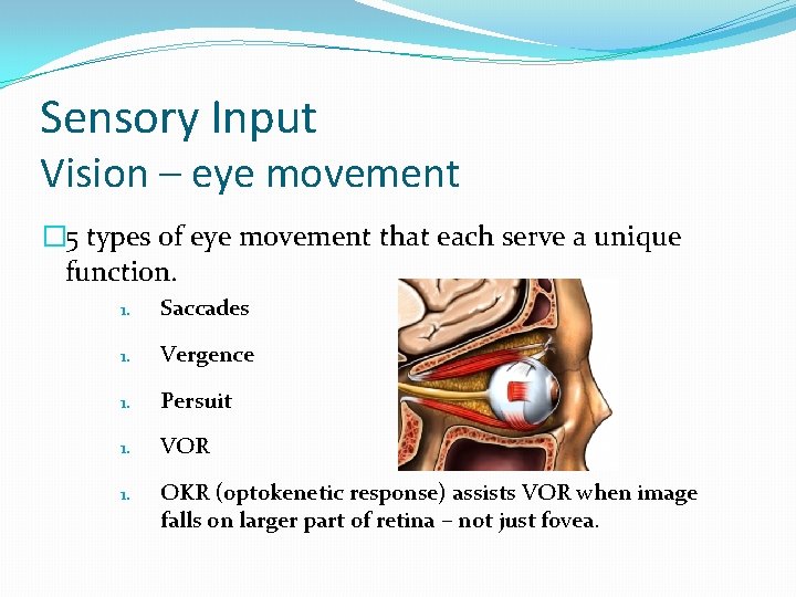 Sensory Input Vision – eye movement � 5 types of eye movement that each