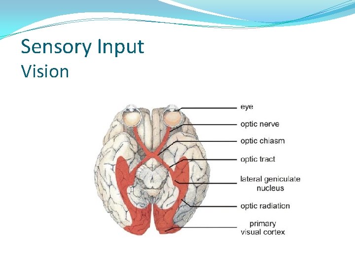 Sensory Input Vision 