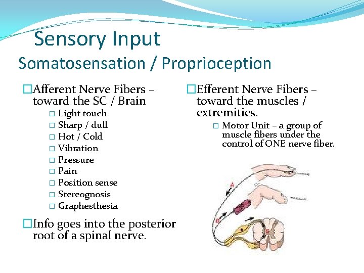 Sensory Input Somatosensation / Proprioception �Afferent Nerve Fibers – toward the SC / Brain