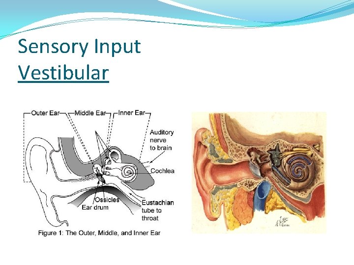 Sensory Input Vestibular 