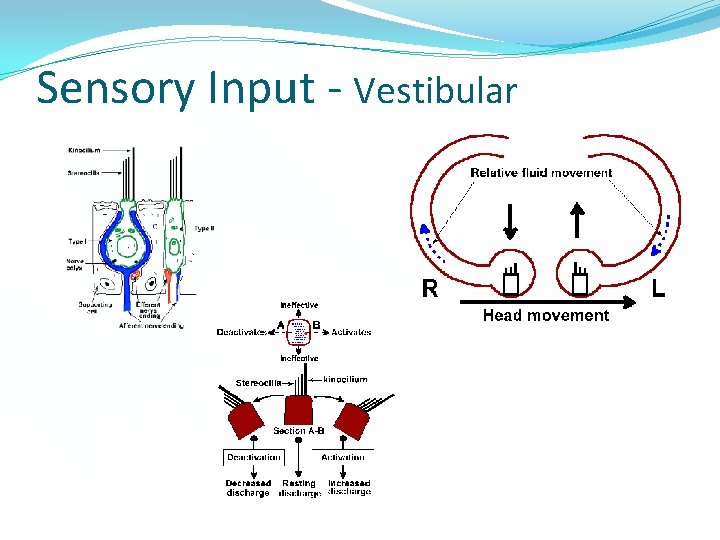 Sensory Input - Vestibular 