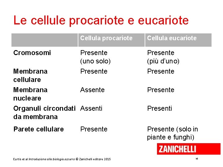 Le cellule procariote e eucariote Cellula procariote Cellula eucariote Cromosomi Presente (uno solo) Presente