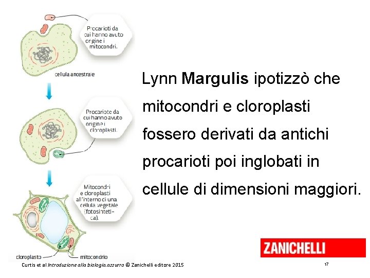 Lynn Margulis ipotizzò che mitocondri e cloroplasti fossero derivati da antichi procarioti poi inglobati