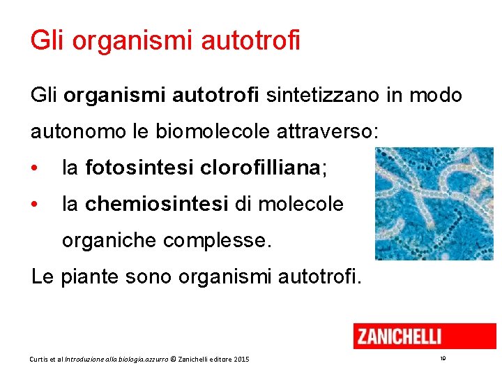 Gli organismi autotrofi sintetizzano in modo autonomo le biomolecole attraverso: • la fotosintesi clorofilliana;