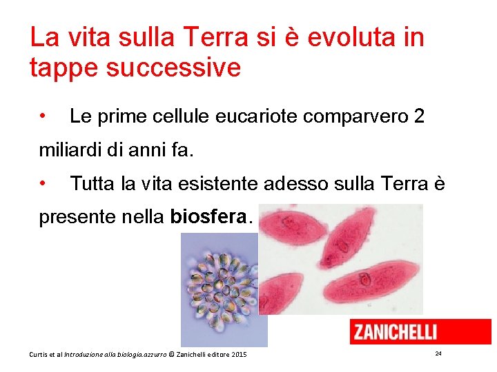 La vita sulla Terra si è evoluta in tappe successive • Le prime cellule