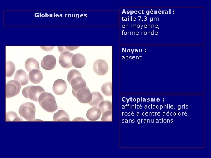 Globules rouges Aspect général : taille 7, 3 µm en moyenne, forme ronde Noyau