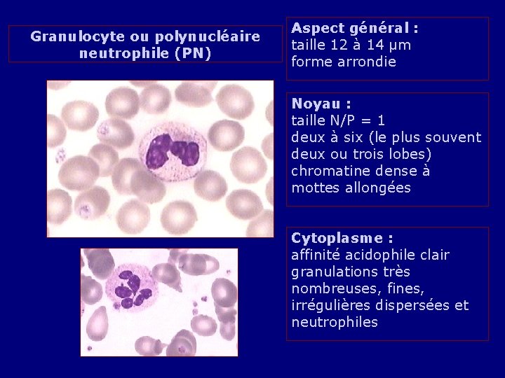 Granulocyte ou polynucléaire neutrophile (PN) Aspect général : taille 12 à 14 µm forme