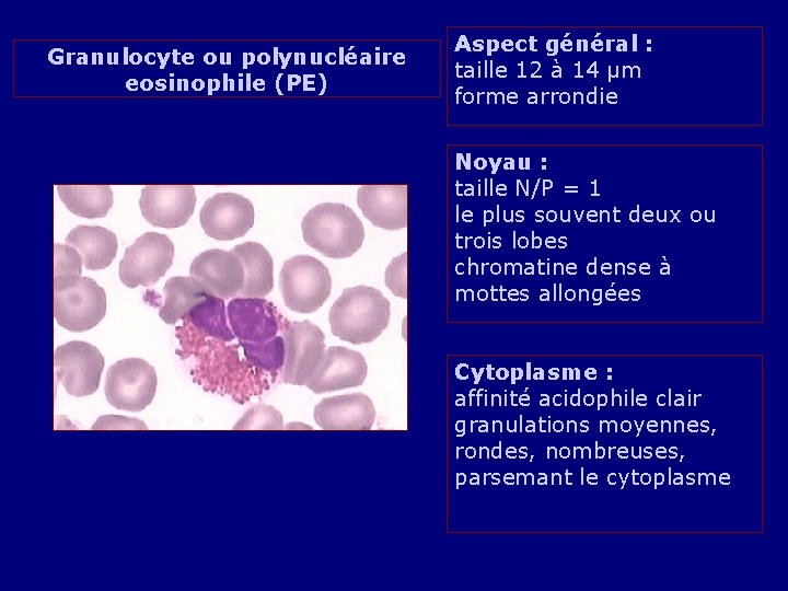 Granulocyte ou polynucléaire eosinophile (PE) Aspect général : taille 12 à 14 µm forme