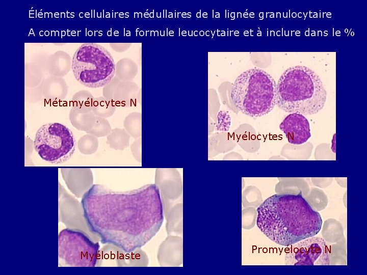 Éléments cellulaires médullaires de la lignée granulocytaire A compter lors de la formule leucocytaire