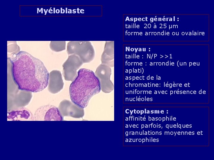 Myéloblaste Aspect général : taille 20 à 25 µm forme arrondie ou ovalaire Noyau