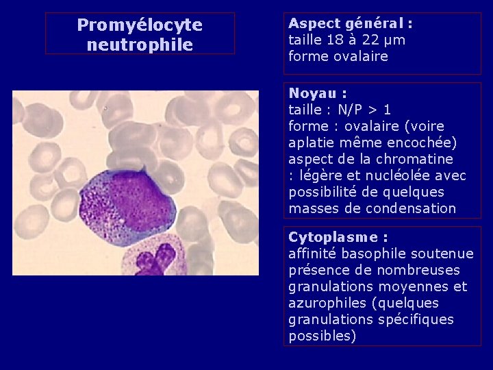 Promyélocyte neutrophile Aspect général : taille 18 à 22 µm forme ovalaire Noyau :