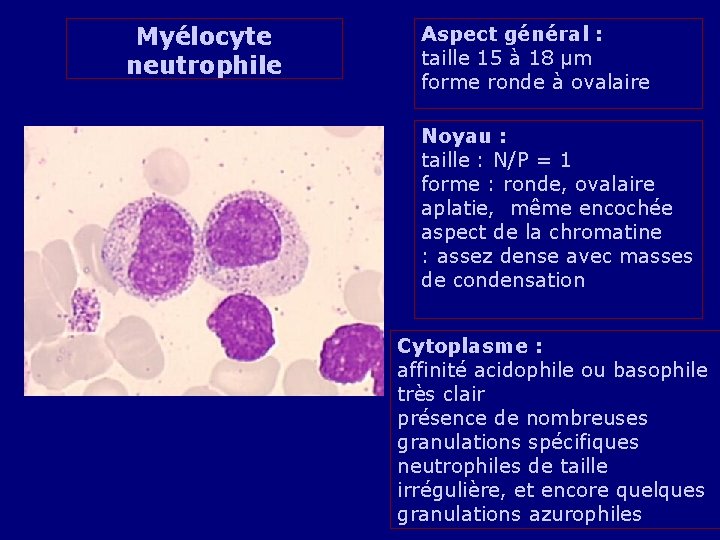 Myélocyte neutrophile Aspect général : taille 15 à 18 µm forme ronde à ovalaire