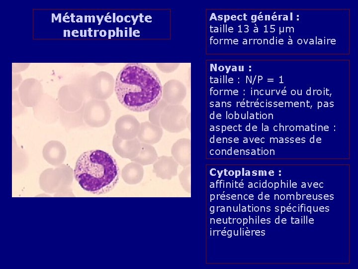 Métamyélocyte neutrophile Aspect général : taille 13 à 15 µm forme arrondie à ovalaire