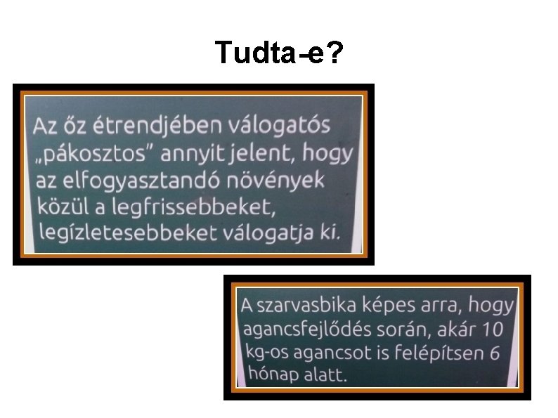 Tudta-e? 