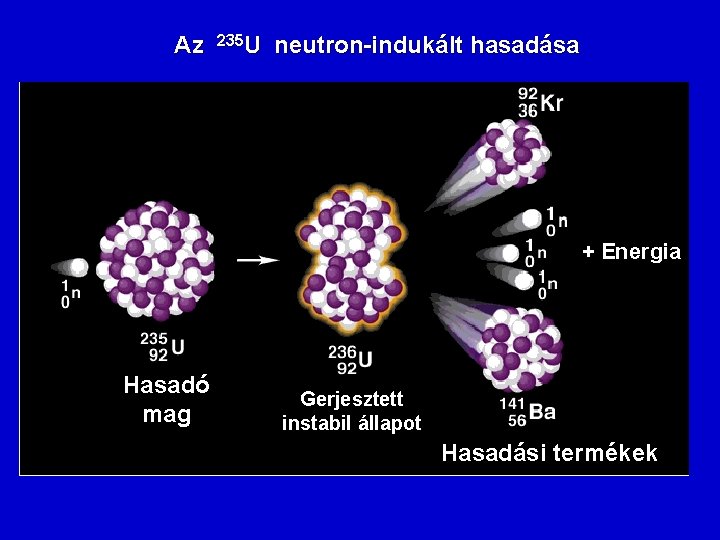Az 235 U neutron-indukált hasadása + Energia Hasadó mag Gerjesztett instabil állapot Hasadási termékek