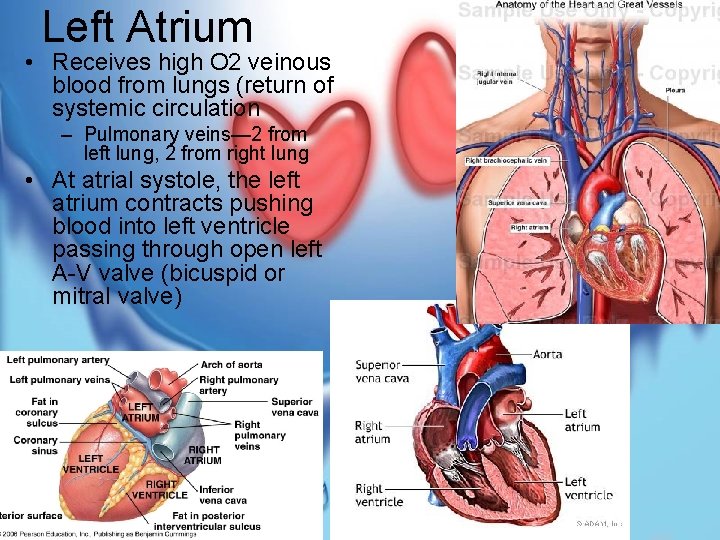 Left Atrium • Receives high O 2 veinous blood from lungs (return of systemic