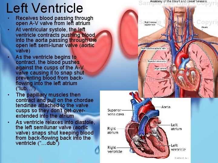 Left Ventricle • • • Receives blood passing through open A-V valve from left