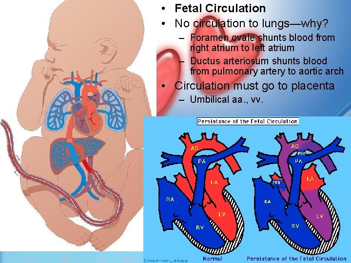  • Fetal Circulation • No circulation to lungs—why? – Foramen ovale shunts blood