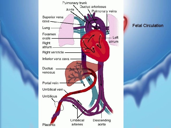 Fetal Circulation 