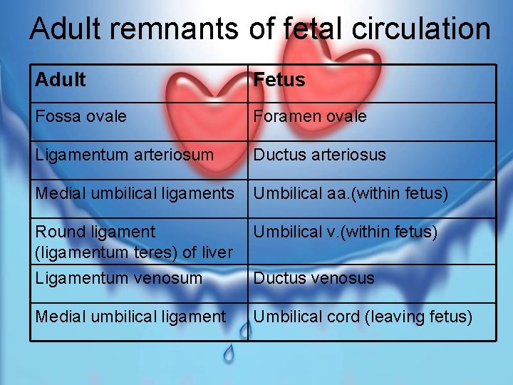 Adult remnants of fetal circulation Adult Fetus Fossa ovale Foramen ovale Ligamentum arteriosum Ductus