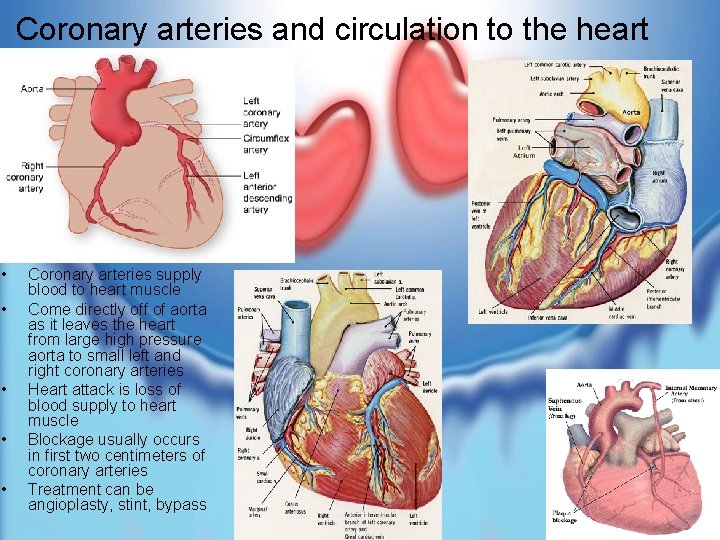 Coronary arteries and circulation to the heart • • • Coronary arteries supply blood