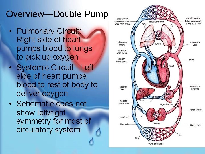 Overview—Double Pump • Pulmonary Circuit: Right side of heart pumps blood to lungs to