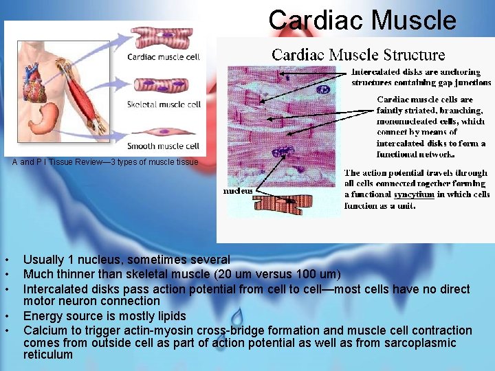 Cardiac Muscle A and P I Tissue Review— 3 types of muscle tissue •