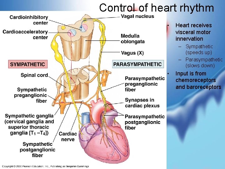 Control of heart rhythm • Heart receives visceral motor innervation – Sympathetic (speeds up)