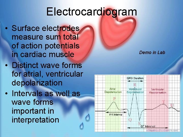 Electrocardiogram • Surface electrodes measure sum total of action potentials in cardiac muscle •