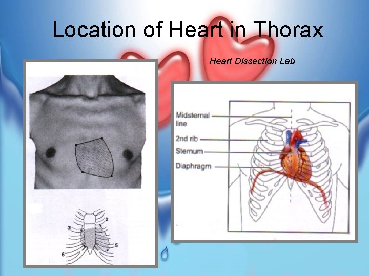 Location of Heart in Thorax Heart Dissection Lab 