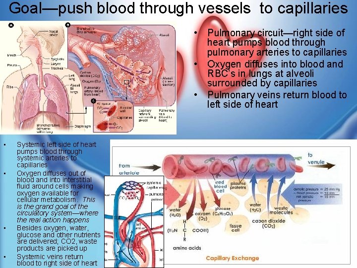 Goal—push blood through vessels to capillaries • Pulmonary circuit—right side of heart pumps blood