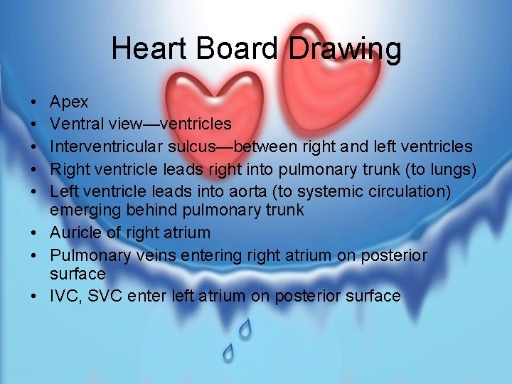 Heart Board Drawing • • • Apex Ventral view—ventricles Interventricular sulcus—between right and left