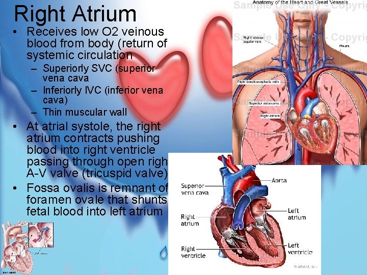 Right Atrium • Receives low O 2 veinous blood from body (return of systemic