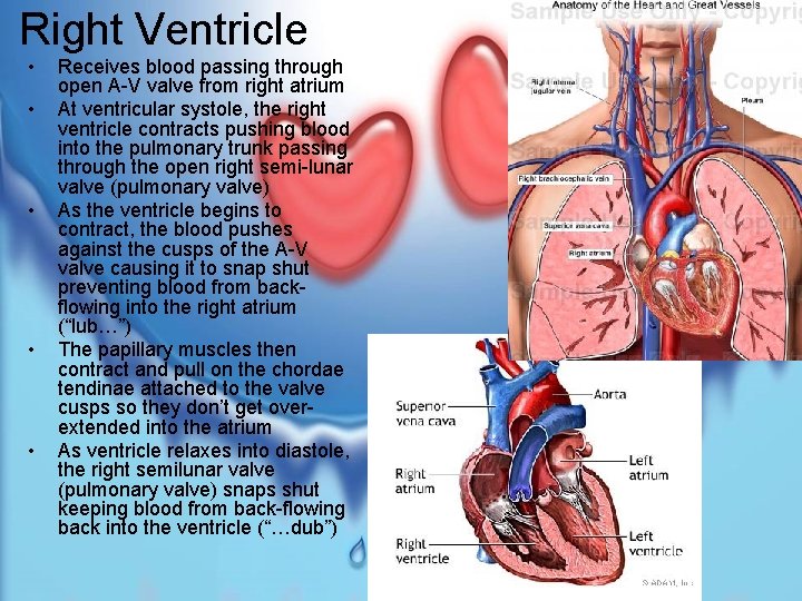 Right Ventricle • • • Receives blood passing through open A-V valve from right