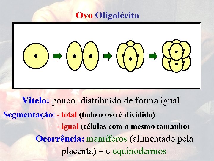 Ovo Oligolécito Vitelo: pouco, distribuído de forma igual Segmentação: - total (todo o ovo